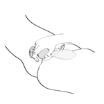 Vibratore, design ergonomico, SANYA viola Shunga - immagine 17